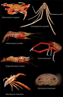 deep-sea crustaceans_sonke.jpg